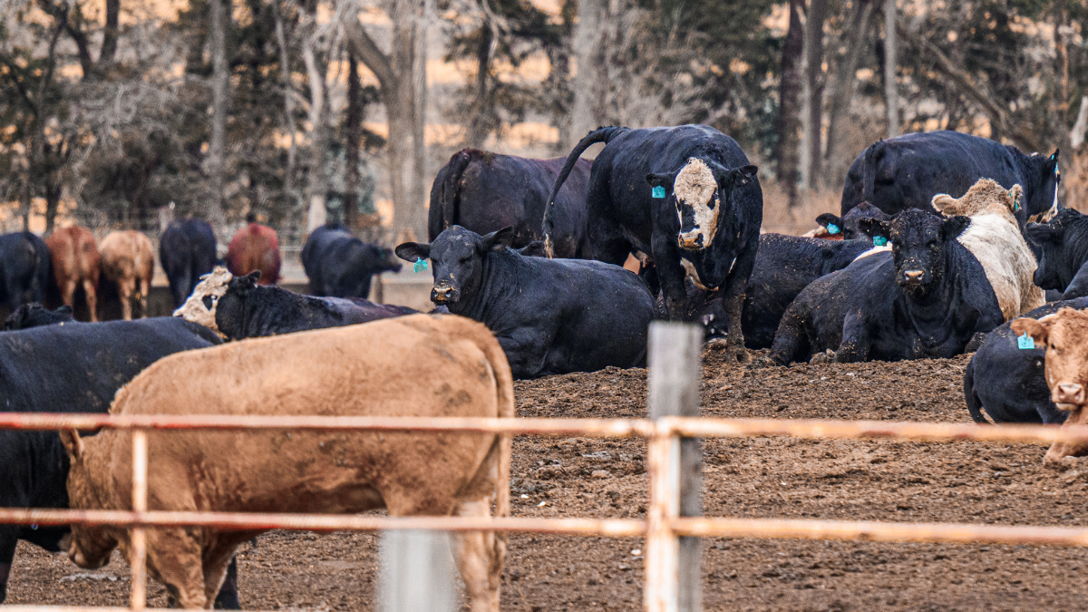CATTLE UN