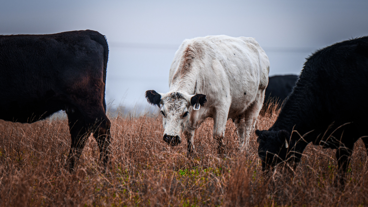 COWS