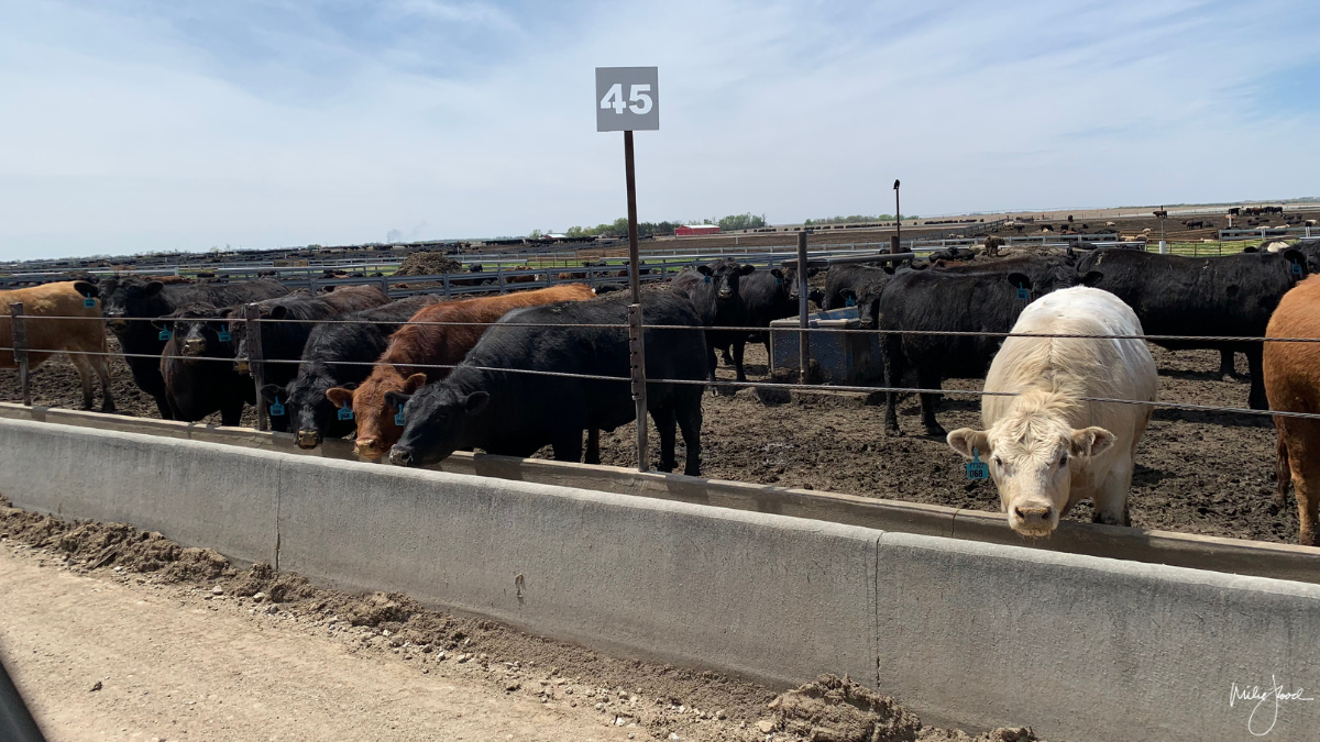 CATTLE